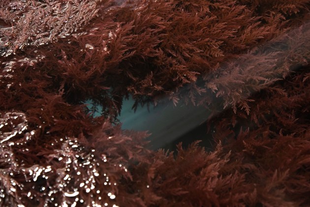 Australia&rsquo;s largest integrated cattle and beef producer Australian Agricultural Company (AACo) is partnering with seaweed manufacturer Sea Forest to reduce methane emissions from its cattle. (Image source: Sea Forest)