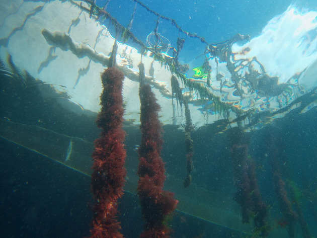 Australia&rsquo;s largest integrated cattle and beef producer Australian Agricultural Company (AACo) is partnering with seaweed manufacturer Sea Forest to reduce methane emissions from its cattle. (Image source: Sea Forest)
