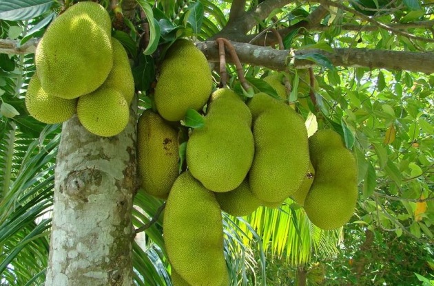 AgriFutures commissioned a study by Monash Food Innovation that found a notable consumer demand for jackfruit products. 
Image: Monash University