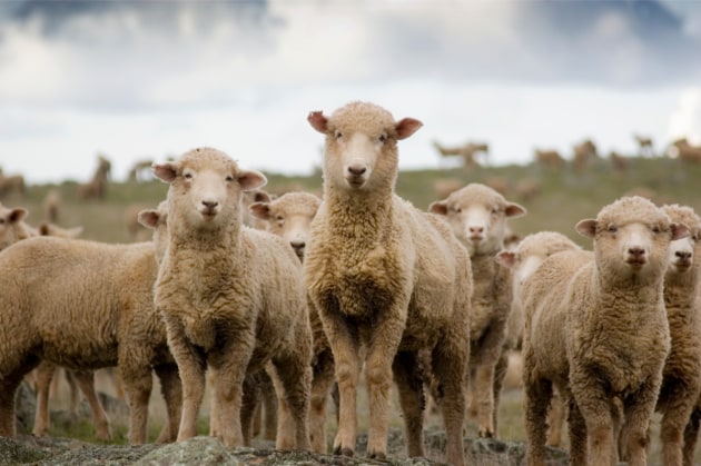 The national cattle herd has reached and passed a cyclical peak after operating at maturity for the past 12 months, while the sheep flock will begin to destock slightly following its peak in 2024.
Source: Getty Images