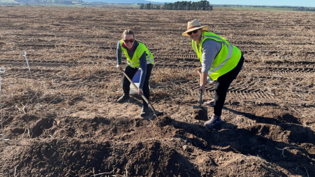 Each year Simplot sources more than 435,000 tonnes of potatoes and vegetables from Australian growers. (Image: supplied)