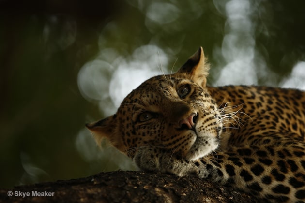 &copy; Skye Meaker. Sleeping Beauty. Young Wildlife Photographer of the Year. A leopard waking from sleep in Mashatu Game Reserve, Botswana.