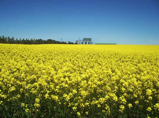 Plant-based ingredient producer Unigrain says its proposed oat milk facility will be the first in Australia to integrate oat processing and oat milk base production. (Image source: Unigrain)