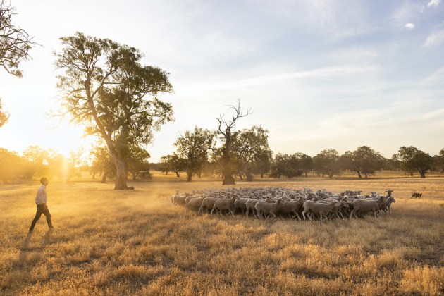 Research emerging from Victoria has shown that legume-based pasture systems can help graziers produce more lamb with a smaller carbon footprint, while maintaining productivity and profitability.
Source: Nuffield Australia