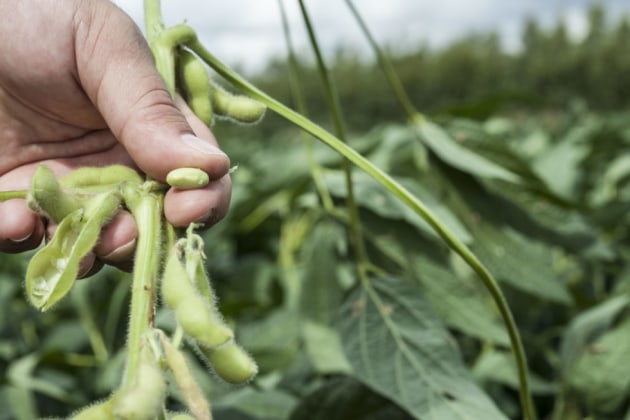 GrainCorp, CSIRO, and v2food are collaborating on a $4.4 million plant-based protein research project, with the goal to reduce the reliance on imported ingredients. (Image source: CSIRO)