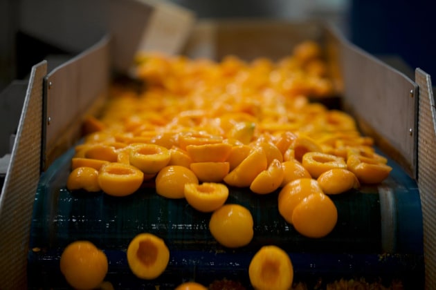 Apricots on the SPC canning line. Some farmers only grow fruit for SPC.