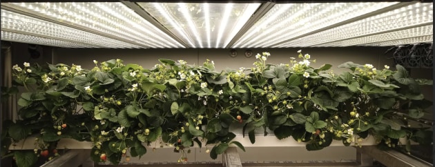 Stacked Farm white strawberry flowers.