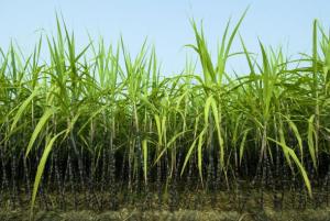 The BFA aims to ensure sustainable development and harvest of agricultural feedstocks, such as sugar cane, used to make bioplastics.