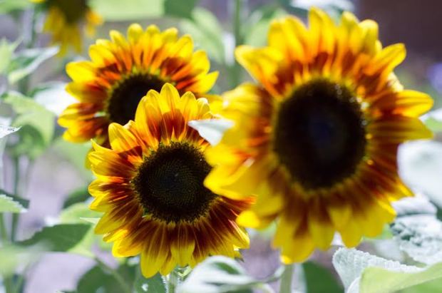Sunflowers