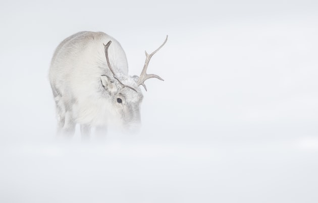 &copy; Josh Holko