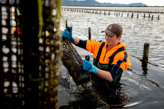 The Tasmanian Oyster Company&rsquo;s laser etching process will add $7m to the Tasmanian oyster industry.