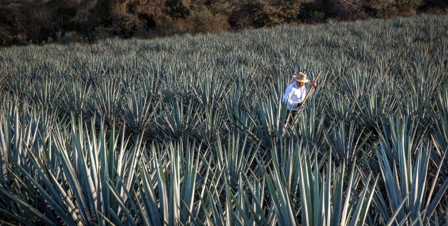 In its Proof Positive sustainability plan, Beam Suntory said it would invest $500 million to promote responsible drinking and expand its offering of low-/no-alcohol products including tequila.