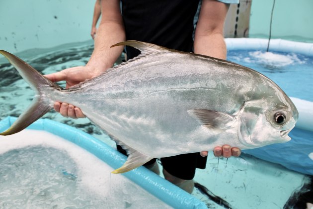 Australia&rsquo;s national science agency, CSIRO, has conducted successful breeding trials for a new white-flesh fish variety, which has potential to add more than $1 billion to the economy.
Source: CSIRO