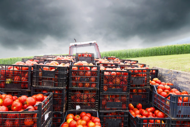 In a bid to avoid ongoing disruption and provide certainty of supply, the national response to tomato brown rugose fruit virus (ToBRFV) will shift from eradication to long-term management.
Source: Thinkstock