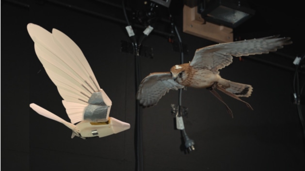 Researchers have built a robotic replica of a nankeen kestrel to study how the bird's exceptional hovering ability could inform the design of safer, more capable small unmanned aerial vehicles (RMIT)