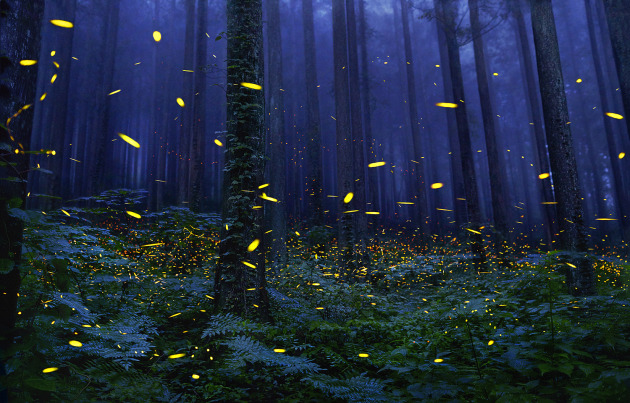 &copy; Tim Flach. Endangered - Fireflies.
Small 76 cm x 119 cm. Edition 3 of 10.
Large 122 cm x 190 cm. Edition 2 of 5.