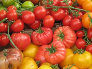 The ever-popular tomato could be used to produce lacquers to line metal cans under a new EU-funded research program.