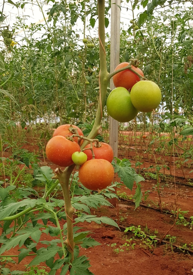 The MEEDAC Innovation Park shade house is from Canadian retractable roof house specialist Cravo. It means the corporation can grow fruit and vegetables all year around, including in difficult growing seasons.