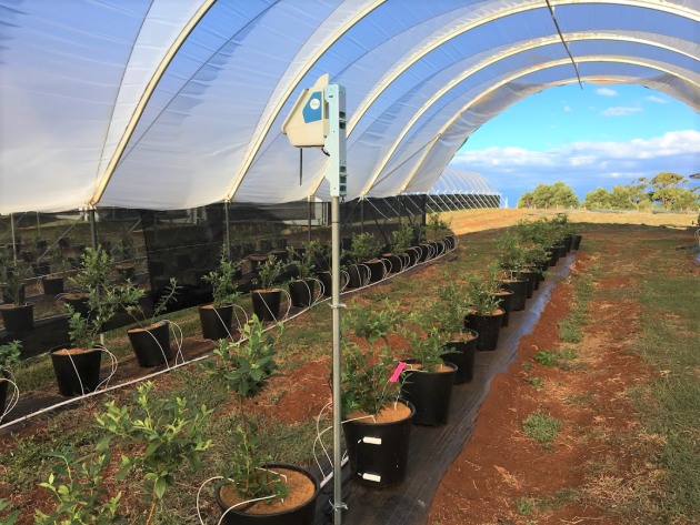 The Yield technology node at a Costa Group polytunnel.