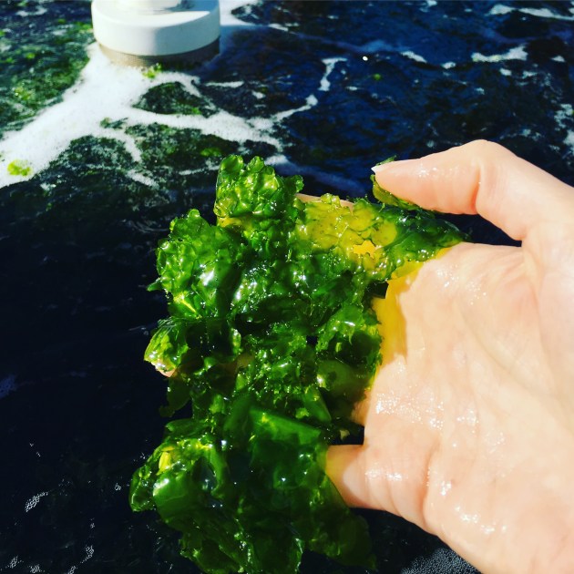 Ulva growing in tanks. Image: Copyright Australian Seaweed Institute.
A target of $100 million in production by 2025 is the catalyst for the newly formed Australian Sustainable Seaweed Alliance (ASSA). The federal government has also boosted its investment, injecting $59 million into the Marine Bioproduct Cooperative Research Centre over the next 10 years.