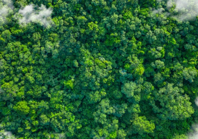 Global ingredient solutions company, Tate & Lyle, has had its new greenhouse gas emissions reduction targets validated by the Science Based Targets initiative.
Source: Getty Images