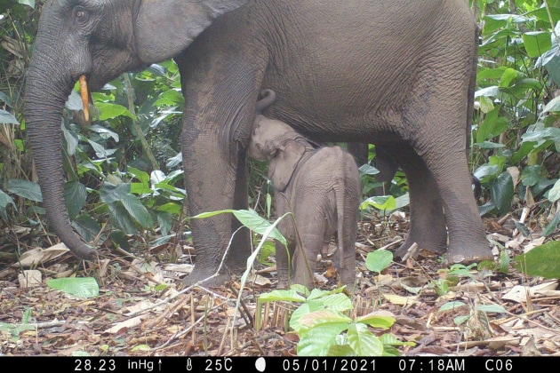 FSC-certified forests play a significant role in supporting biodiversity. (Image source: Utrecht University)