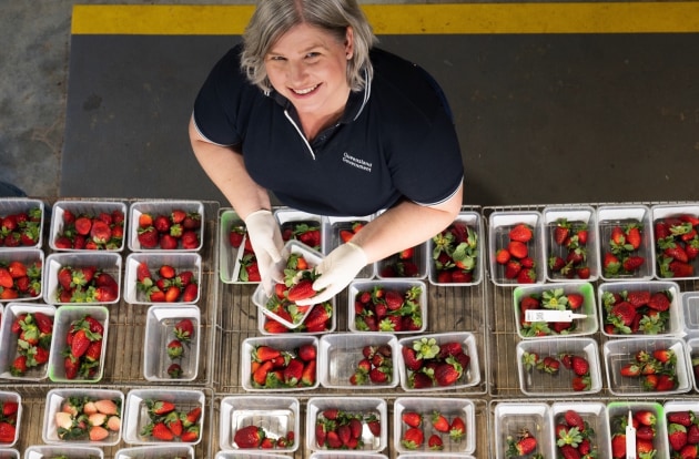 The $11.5M, four-year effort is being delivered through Hort Innovation and led by the Department of Agriculture and Fisheries Queensland (DAFQ). Image: DAFQ