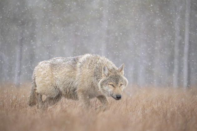 &copy; Josh Holko