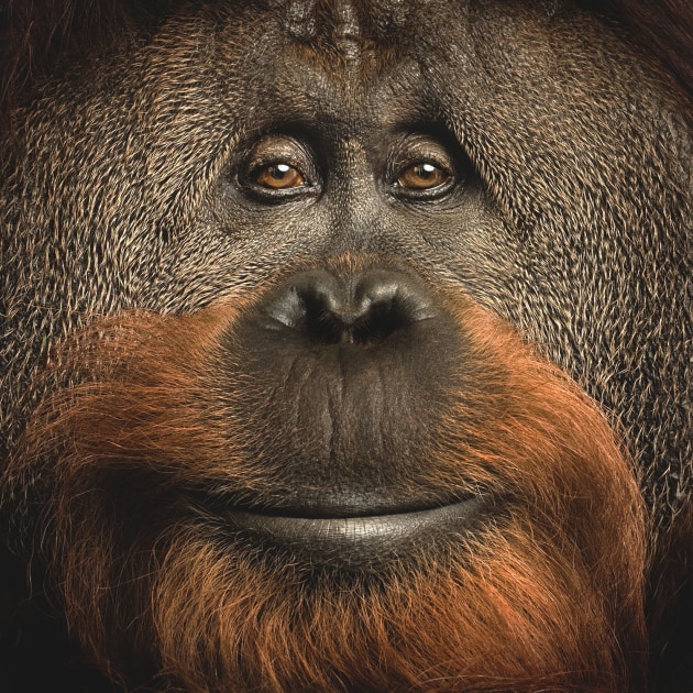 &copy; Vince Musi. Azy, a captive born Orangutan, famous for his cognitive skills was photographed for National Geographic magazine.