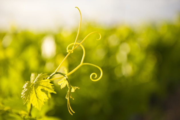 Image credit: Treasury Wine Estate