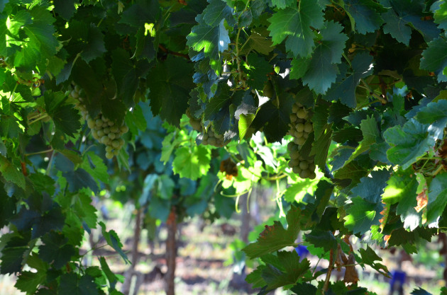 Southern Premium Vineyards, PSP Investments&rsquo; platform that owns Australian vineyards, has acquired 35 properties from, and entered a long-term grape supply agreement with, Casella Family Brands.