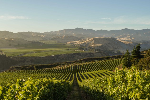 Villa Maria's Marlborough vineyard, Black Birch.