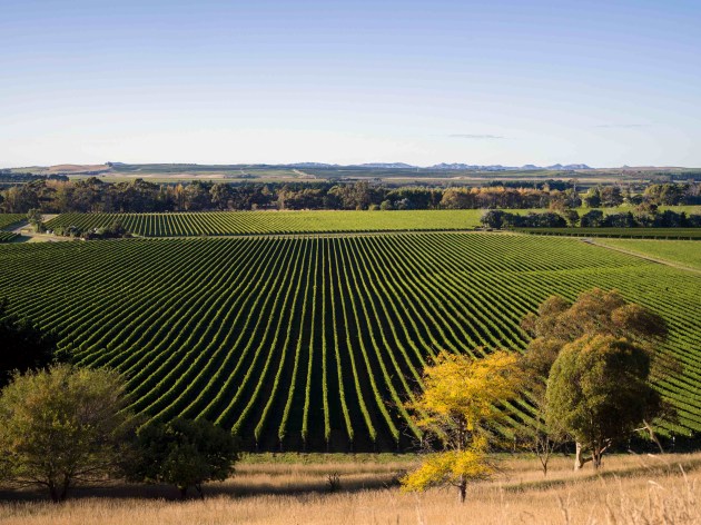 Villa Maria's Bankhouse vineyard in Marlborough.
