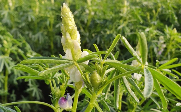 Wide Open Agriculture has entered into two exclusive distribution agreements with SPI Group and Kramer Group in the United States to establish a commercial market for Buntine Protein.