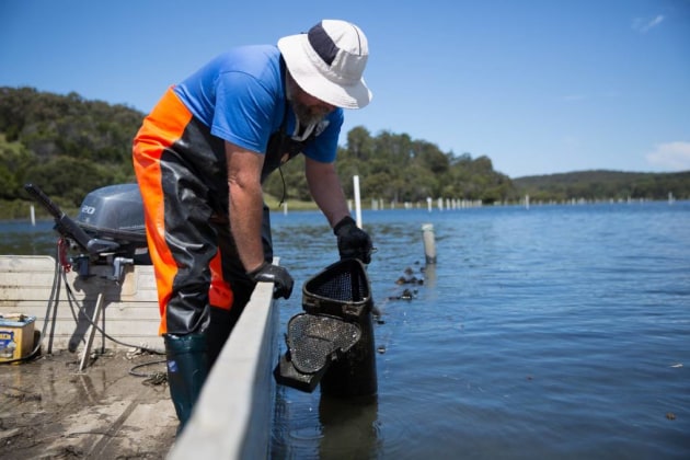 The New South Wales government has invested $7.4 million into South Coast aquaculture projects, with one of the largest grants awarded to Wapengo Rocks Wild Organic Oysters.
Source: Wapengo Rocks Wild Organic Oysters