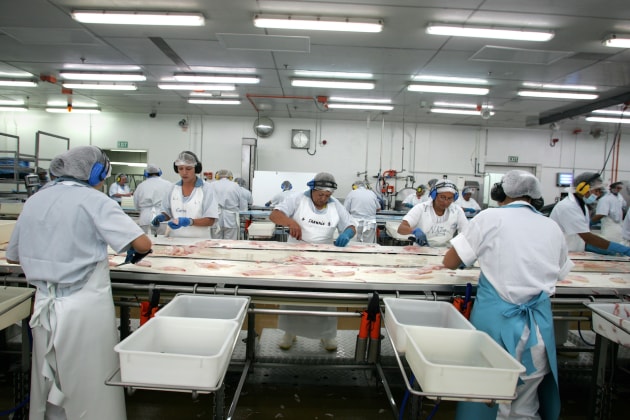 Sealord's wetfish processing line. (Image source: Sealord)