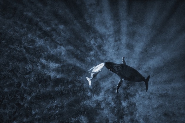 &copy; Michael Smith, Australia. Silver Medal, Nature (Landscape and Wildlife).