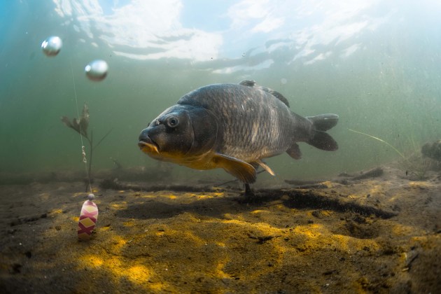 The brand says the can design is attractive to carp, as invasive species in Queensland.
