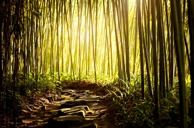 Beam Suntory's Yamazaki Distillery - In its Proof Positive sustainability plan, Beam Suntory said it would only work with suppliers that use sustainable practices by 2040.