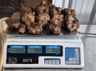 WA grower harvests first white truffle