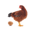 Doreen Egg pays $39,600 free-range penalty