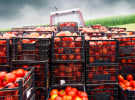 Source Certain testing exposes alleged tomato provenance fraud