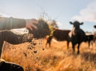 Australian certified organics pass $1bn in sales