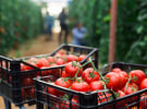 FSANZ backs ACCC inquiry, AFGC defends sector
