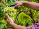 SA govt $109m lifeline for wine industry 