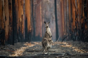 From kangaroos to willow trees: Wildlife Photographer of the Year People's Choice Award announced
