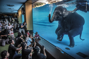 Australian photographers shine in 2021 Wildlife Photographer of the Year