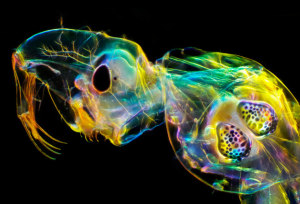 Call for entries: Close-Up Photographer of the Year 2021