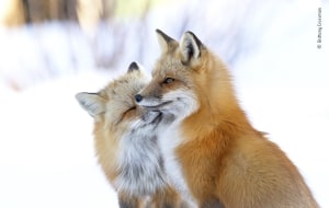 25 images in the running for Wildlife Photographer of the Year People&rsquo;s Choice Award