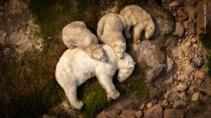 Wildlife Photographer of the Year crowns People's Choice winners
